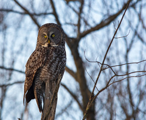 Fototapeta premium A lone Great Gray Owl