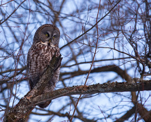 A lone Great Gray Owl