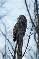 A lone Great Gray Owl