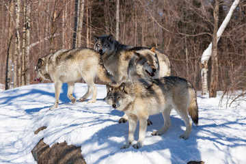 Timber wolf in winter