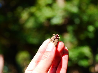 nuts in hand