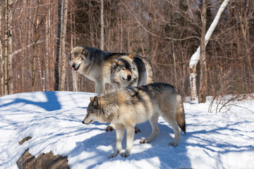 Timber wolf in winter