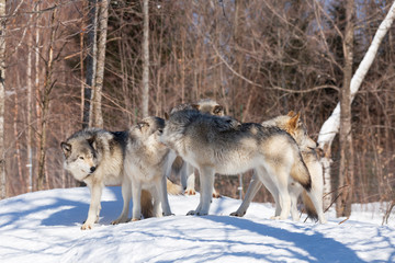 Timber Wolves in winter