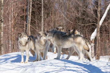Timber Wolves in winter