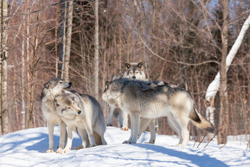 Timber wolves in winter