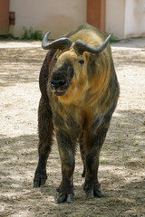 Fototapeta premium SICHUAN TAKIN BUDORCUS BUDORCUS