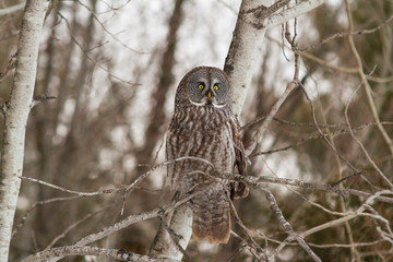 A lone Great Gray Owl