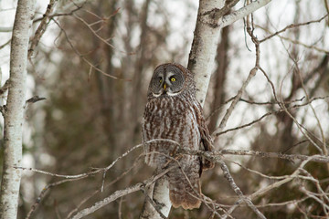 A lone Great Gray Owl