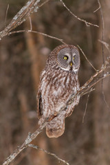 A lone Great Gray Owl