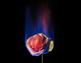 Burning Flower, Flower on fire. pink  rose in flame over black background with blue blaze. Creative...