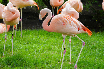 CHILEAN FLAMINGO PHOENICOPTERUS CHILENSIS