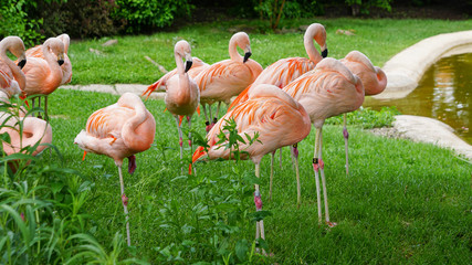 CHILEAN FLAMINGO PHOENICOPTERUS CHILENSIS