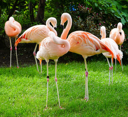 CHILEAN FLAMINGO PHOENICOPTERUS CHILENSIS