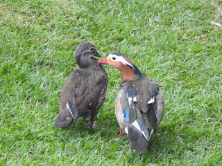 PATOS NA CHUVA