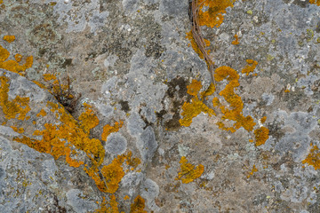 Big old stone with natural moss. Gray wild stone background with copy space. Сlean ecology...