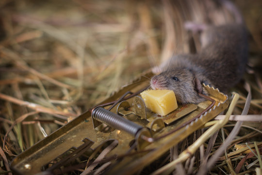 Mouse in a mousetrap. Mousetrap with gnawed piece of cheese against the backdrop of the hay in the shed.