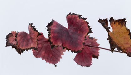 Wet vine branch in autumn, on a white background.  Vineyard with red foliage. Viniculture.