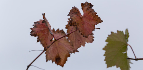 Wet vine branch in autumn, on a white background.  Vineyard with red foliage. Viniculture.