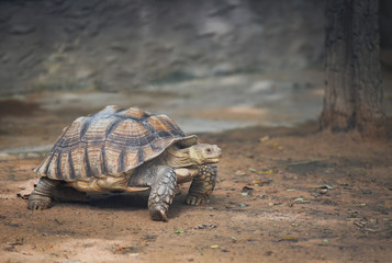 Obraz premium African spurred tortoise / Close up turtle walking