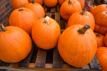 Many pumpkins for sale for Halloween. Background for celebration.