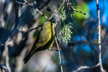 Busy Orange Crowned Warbler searches and rummages through the tree foliage looking for seeds or bugs for food.