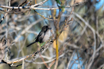 Hungry Black Phoebe bird balances on his branch perch while examining the seed pods for potential food.