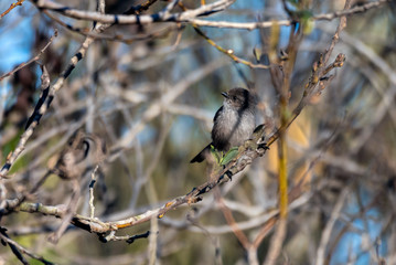 Hungry Black Phoebe bird balances on his branch perch while examining the seed pods for potential food. while looking to the left.