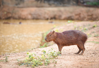 Hydrochaeris hydrochaeris - Capybara in the national park