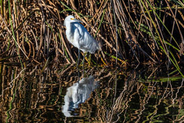 Tall Snowy White Egret stands over his reflection in the lagoon water while patiently waiting for food to fish for.