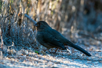 Fortunate California Towhee forages along the hiking trail and found some vegetation to eat.
