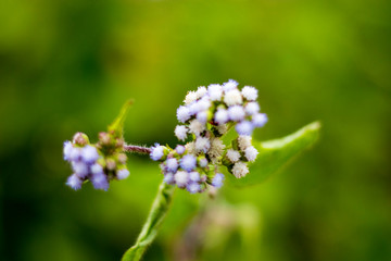 blue flowers on green background
