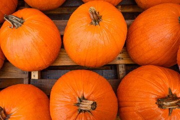 Flat lay, many pumpkins for sale for halloween.