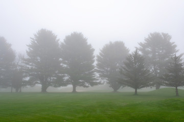 Row of trees on foggy morning