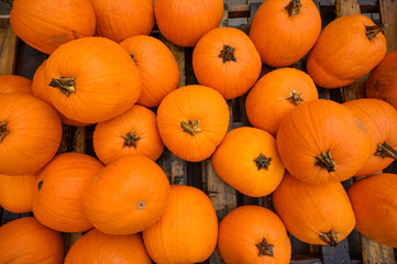 Flat lay, many pumpkins for sale for halloween.
