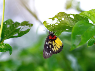 Beautiful colorful butterfly on leaf