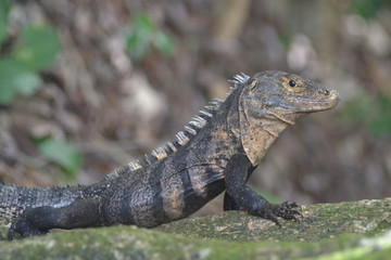iguane