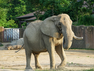 Elephant, African Loxodonta africana