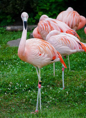 Flamingo Chilean Phoenicopterus chilensis