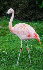 Flamingo Chilean Phoenicopterus chilensis
