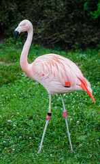 Fototapeta premium Flamingo Chilean Phoenicopterus chilensis