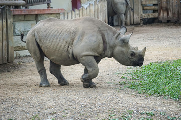 Obraz premium EASTERN BLACK RHINOCEROS DICEROS BICORNIS MICHAELI