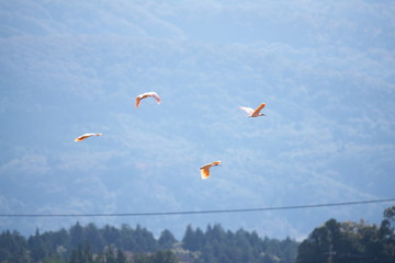 Nipponia nippon or Japanese Crested Ibis or Toki, once extinct animal from Japan, flying on blue sky in Sado island
