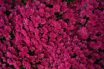 Obraz premium Flowers shot from above, texture for design background, horizontal photo