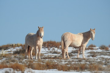Fototapeta na wymiar Wild horses roaming the vast desert terrain of northeastern Arizona.