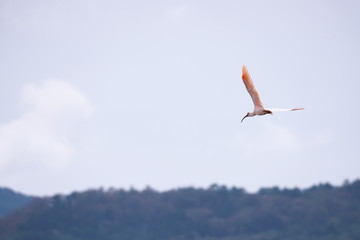 Nipponia nippon or Japanese Crested Ibis or Toki, once extinct animal from Japan, flying on blue sky in Sado island