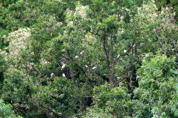 Flock of Nipponia nippon or Japanese Crested Ibis or Toki, once extinct animal from Japan, in a wood in Sado island