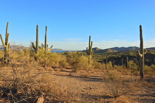Sonoran desert landscape, Mesa, Arizona. © Scenic Corner