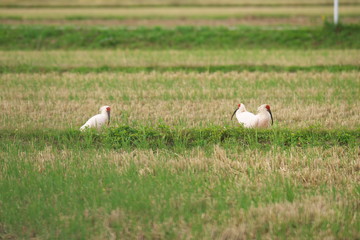 Nipponia nippon or Japanese Crested Ibis or Toki, once extinct animal from Japan, on rice field in Sado island