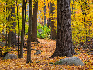 Obraz premium A colourful forest 