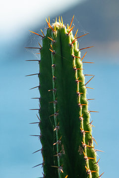 Cacto